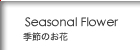 Seasonal Flower / ����Τ���
